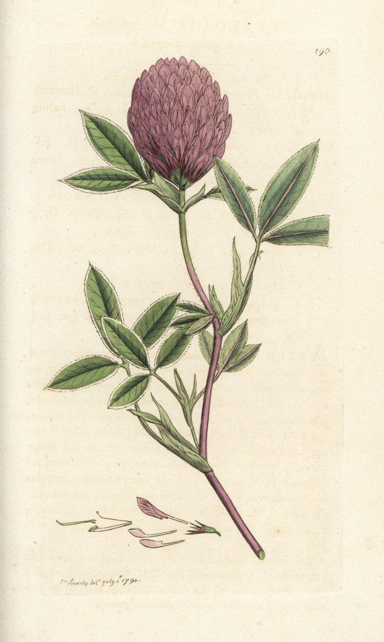 Trevo ziguezague ou trefólio, Trifolium medium. Gravura em chapa de cobre colorida à mão por James Sowerby, de James Smith
