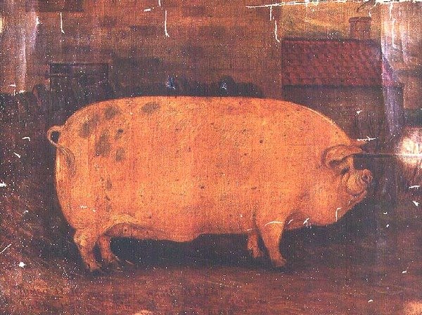 O Prémio Porco Jumbo II de William Henderson