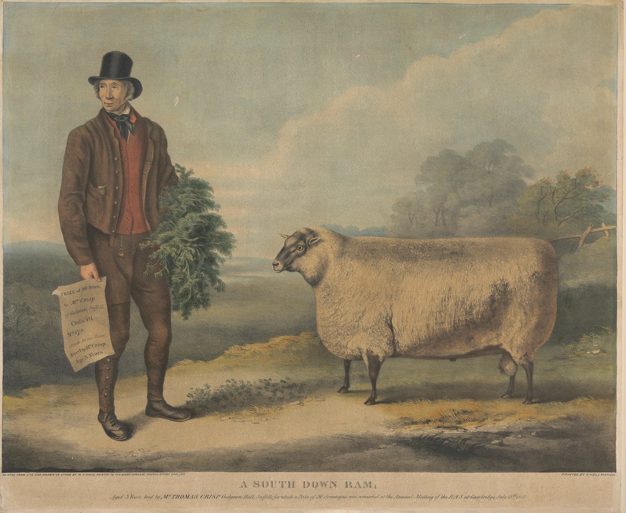 A South Down Ram; 3 anos de idade, criado pelo Sr. Thomas Crisp, Gedgrave Hall, Suffolk, pelo qual foi atribuído um prémio de 30 Severeigns na Reunião Anual do R.A.S. em Cambridge, a 15 de Julho de 1840 de William Henry Davis