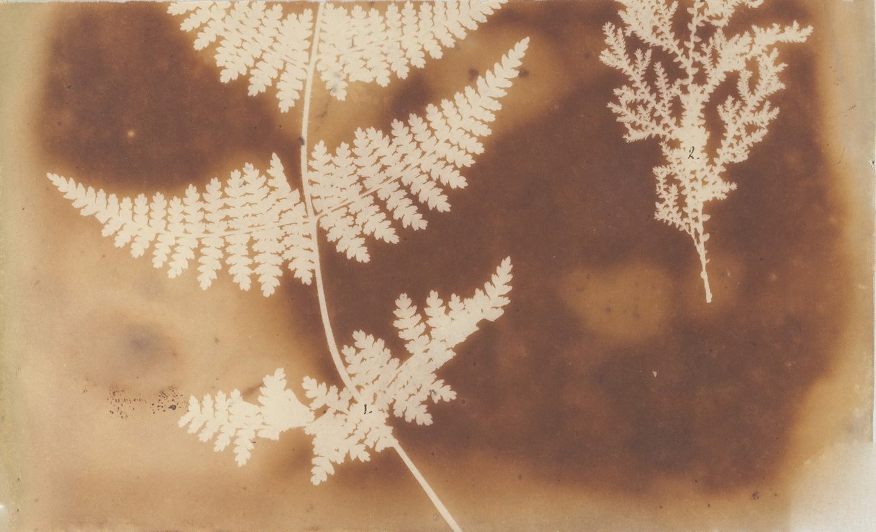 1. Felce. 2. Alga, 1839. de William Henry Fox Talbot