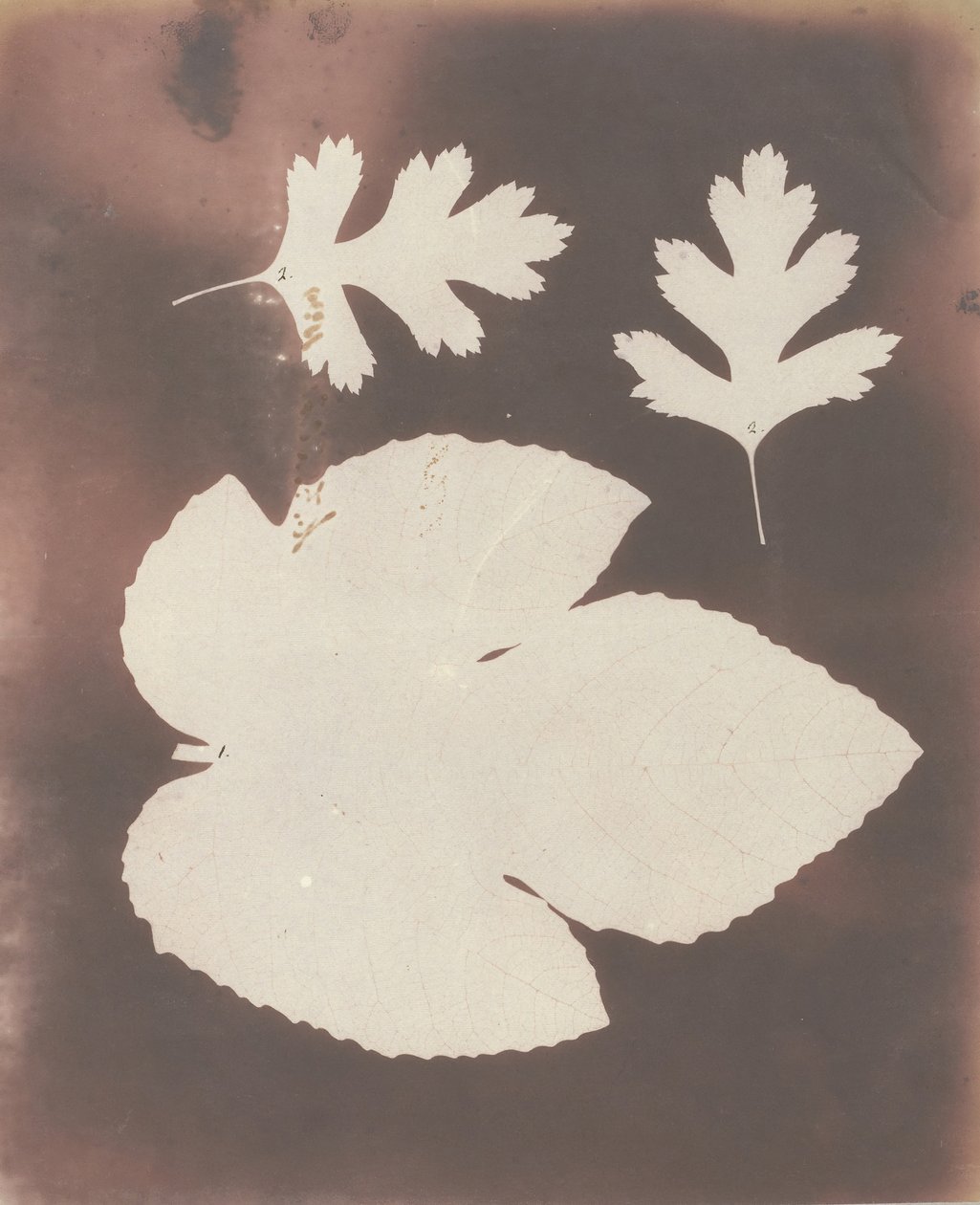1. Folha de figo. 2. Leaf of White Thorn, 1839. de William Henry Fox Talbot