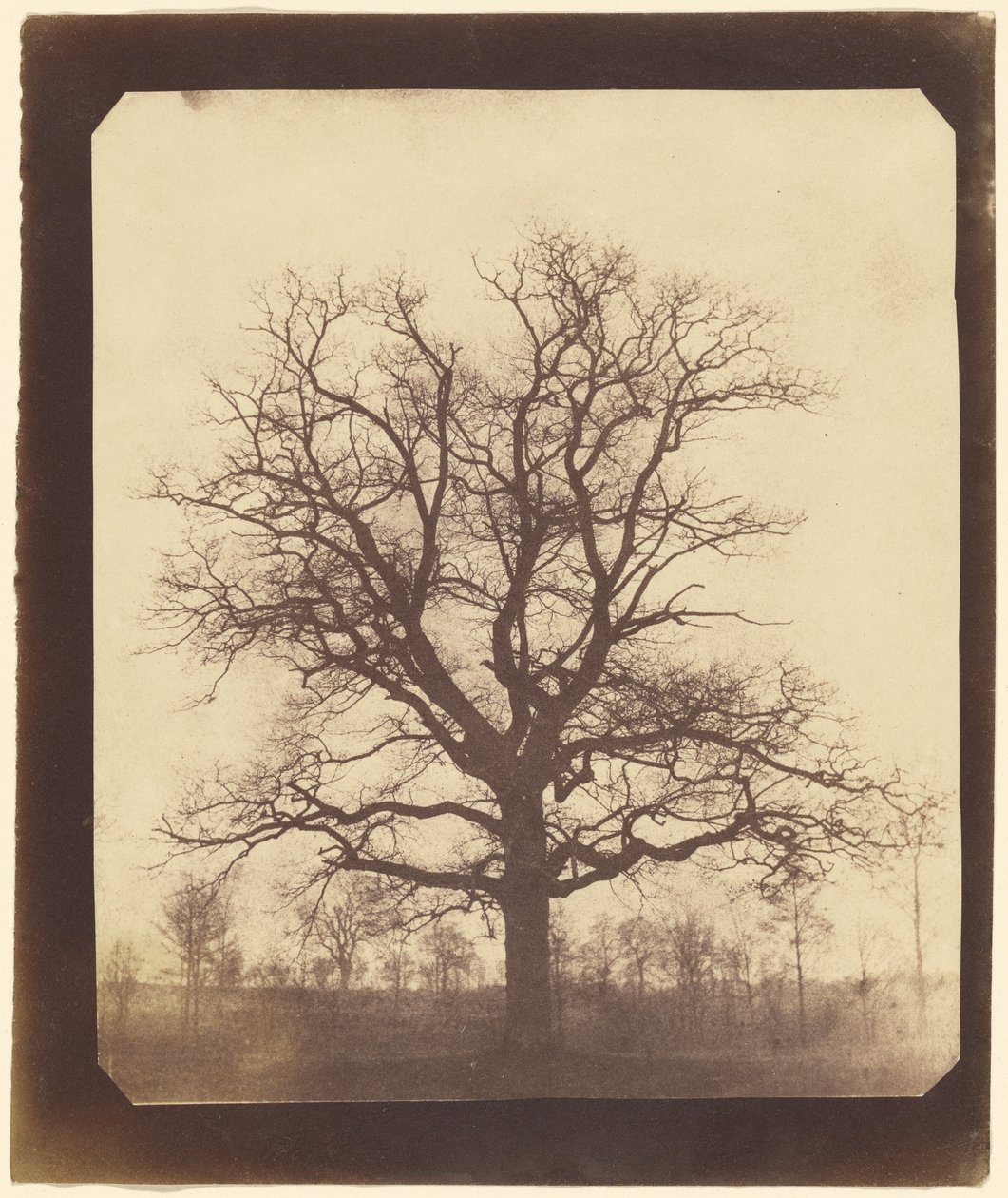 [Um carvalho no inverno]. de William Henry Fox Talbot