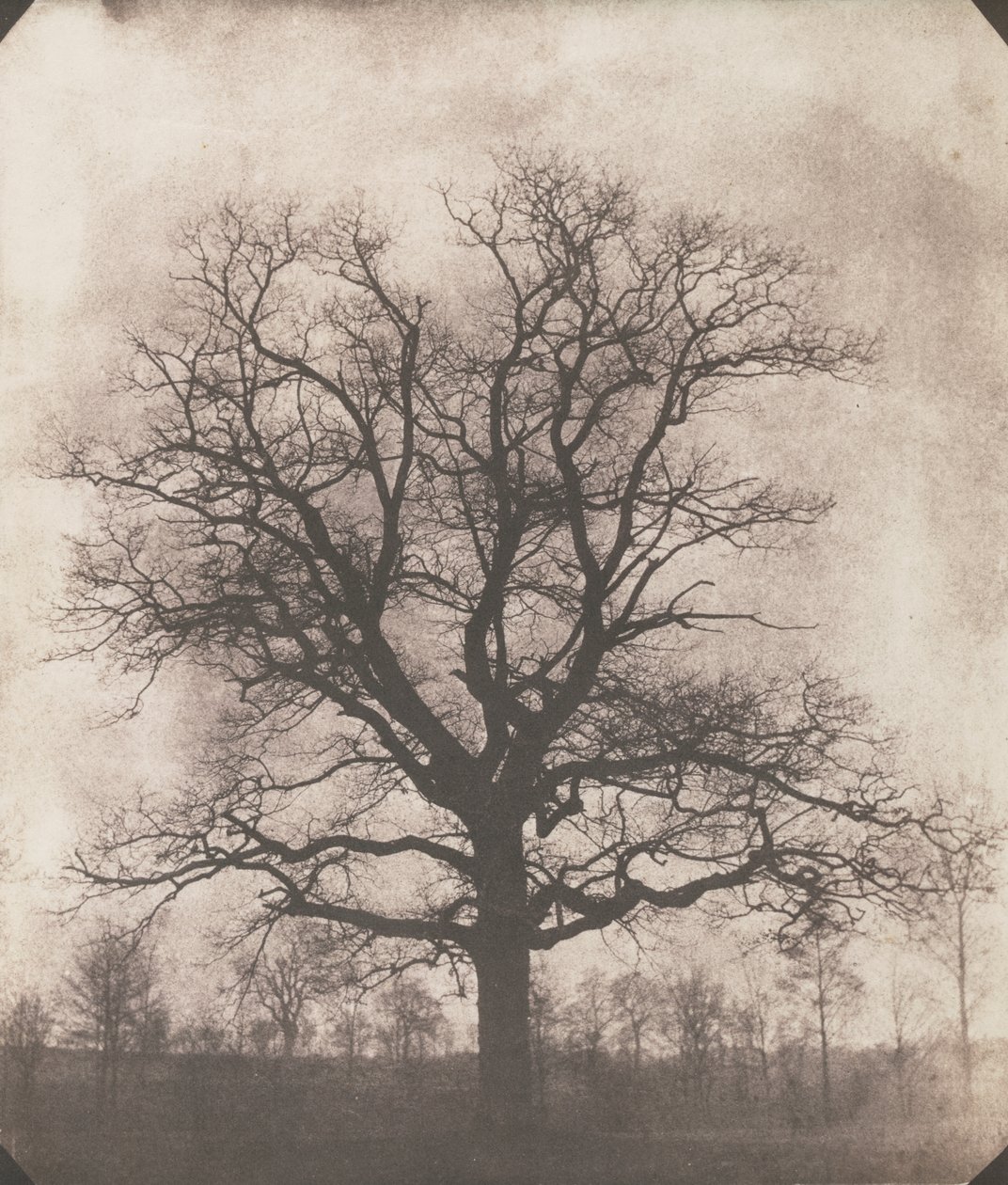 Um carvalho no Inverno, c.1892-93 (calótipo negativo) de William Henry Fox Talbot