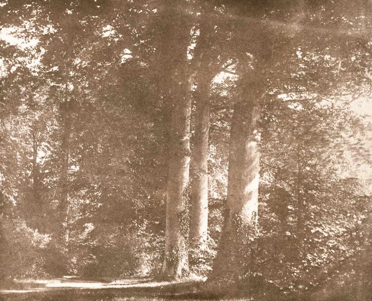 Árvores de faia, Lacock Abbey, c.1844 (foto sépia) de William Henry Fox Talbot