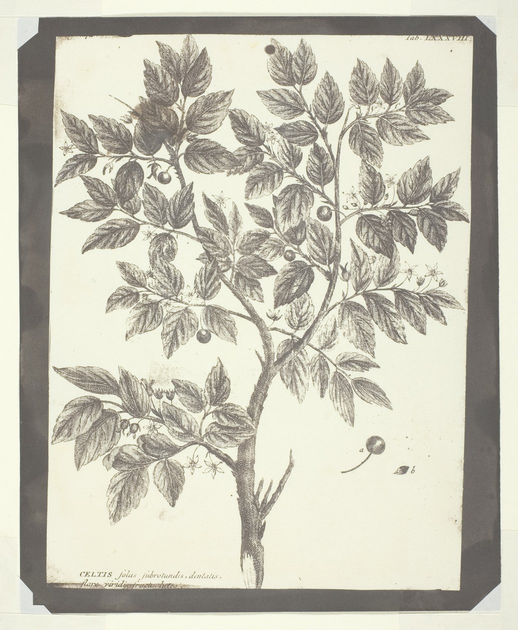 Cópia da Gravura Botânica de "Celtis" de William Henry Fox Talbot