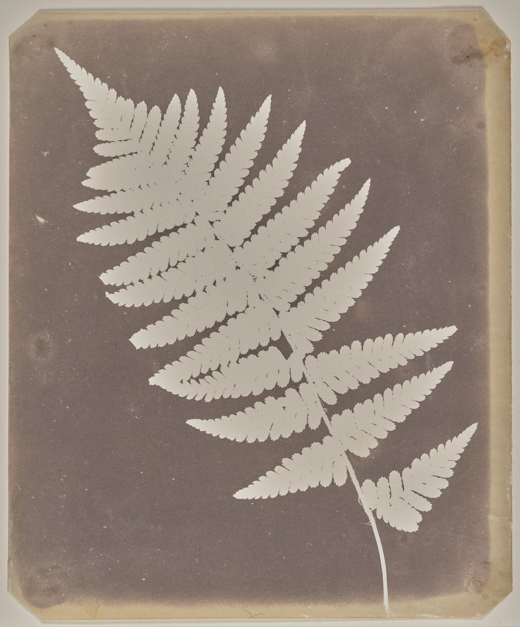 [Feto] de William Henry Fox Talbot