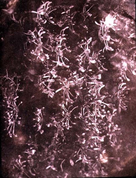 Honeysuckle, junho de 1840 (foto sépia) de William Henry Fox Talbot
