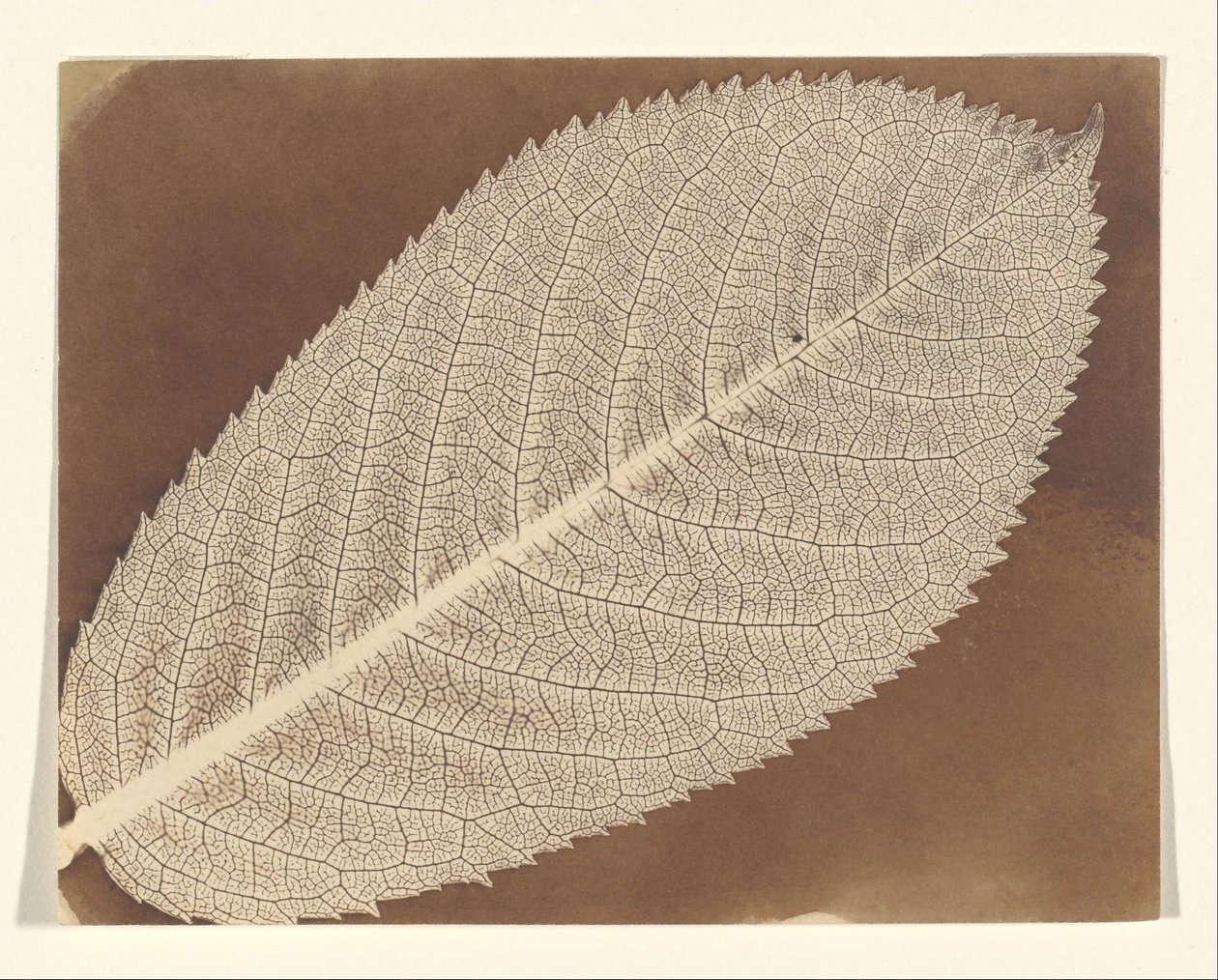 [Folha] de William Henry Fox Talbot