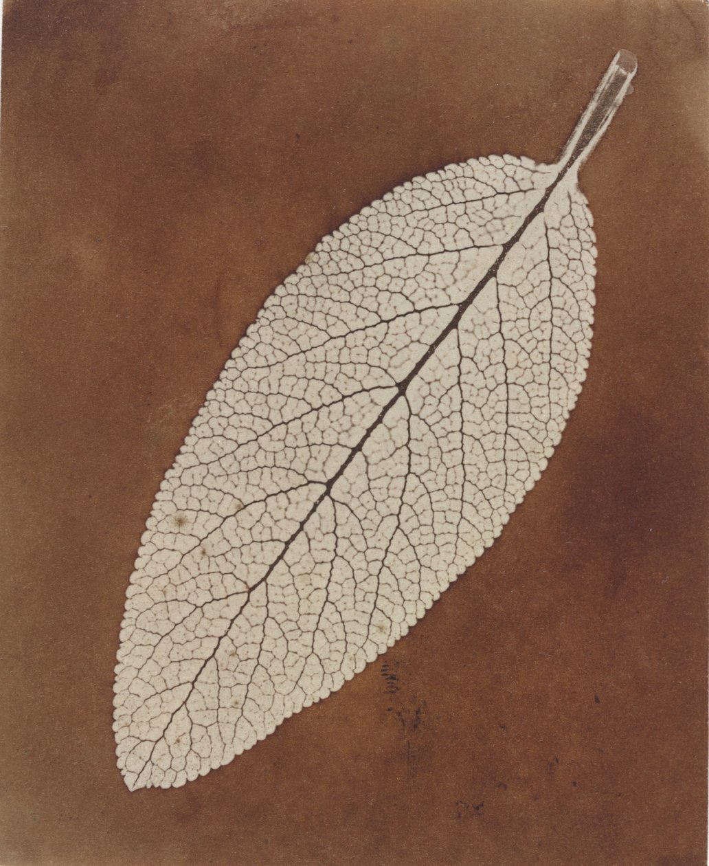 Estudo de folha de William Henry Fox Talbot