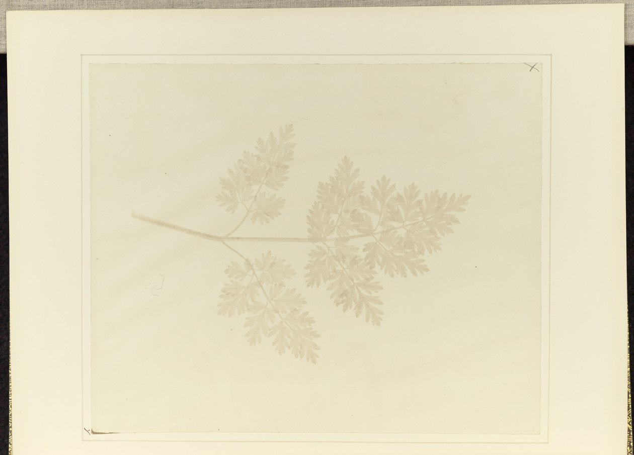 Folha de uma planta de William Henry Fox Talbot