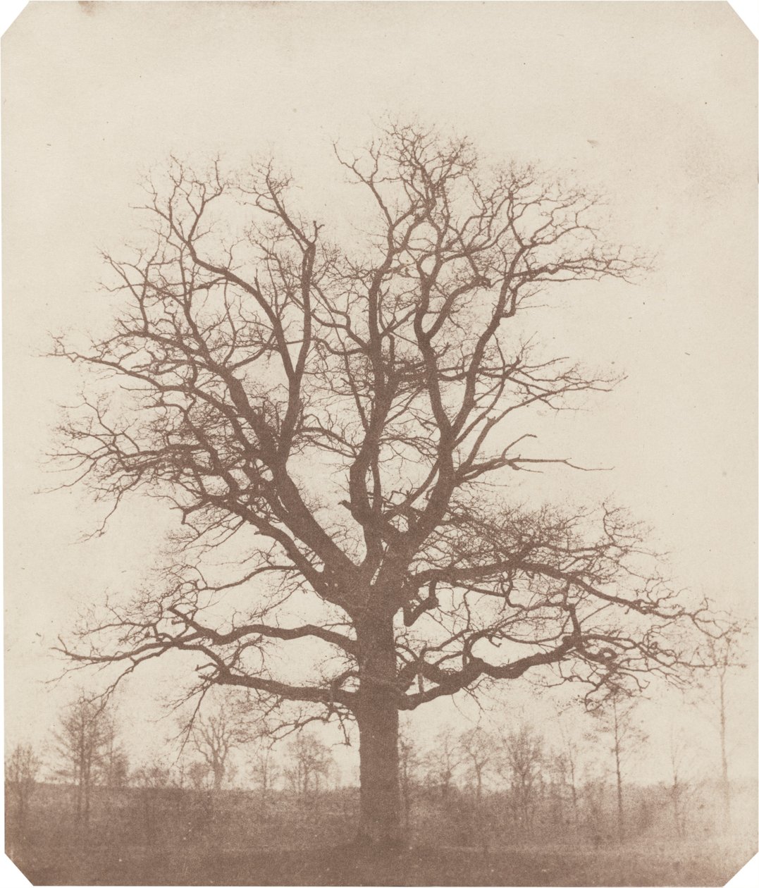 Carvalho de William Henry Fox Talbot