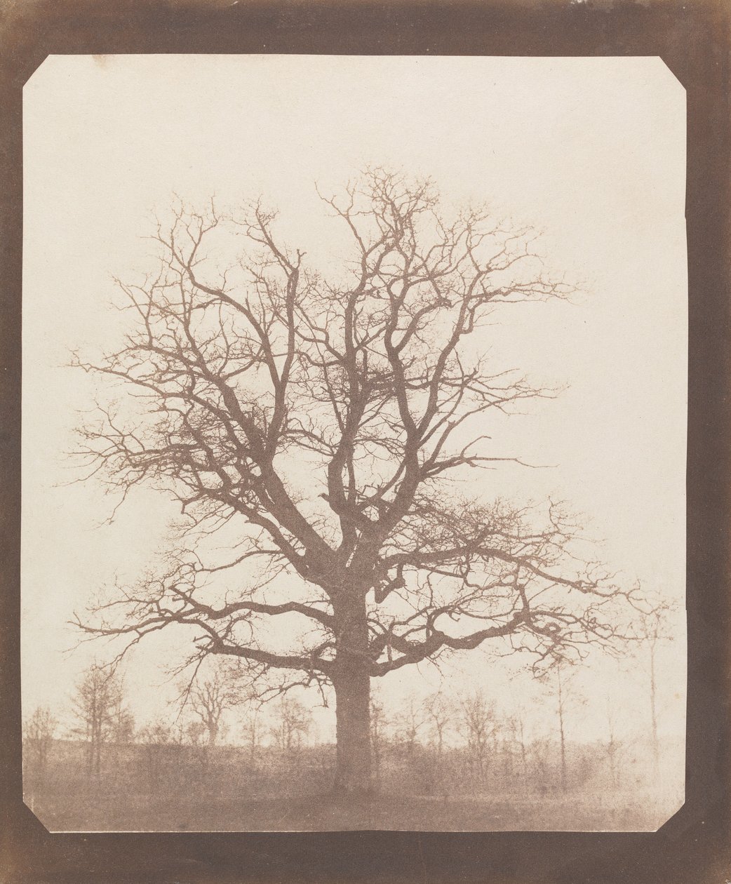Carvalho no inverno de William Henry Fox Talbot
