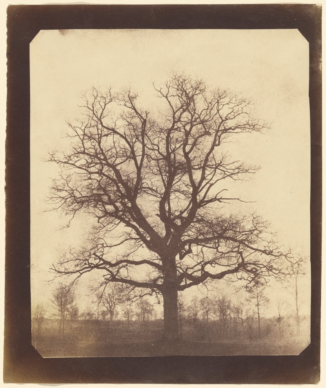 Carvalhos no Inverno de William Henry Fox Talbot