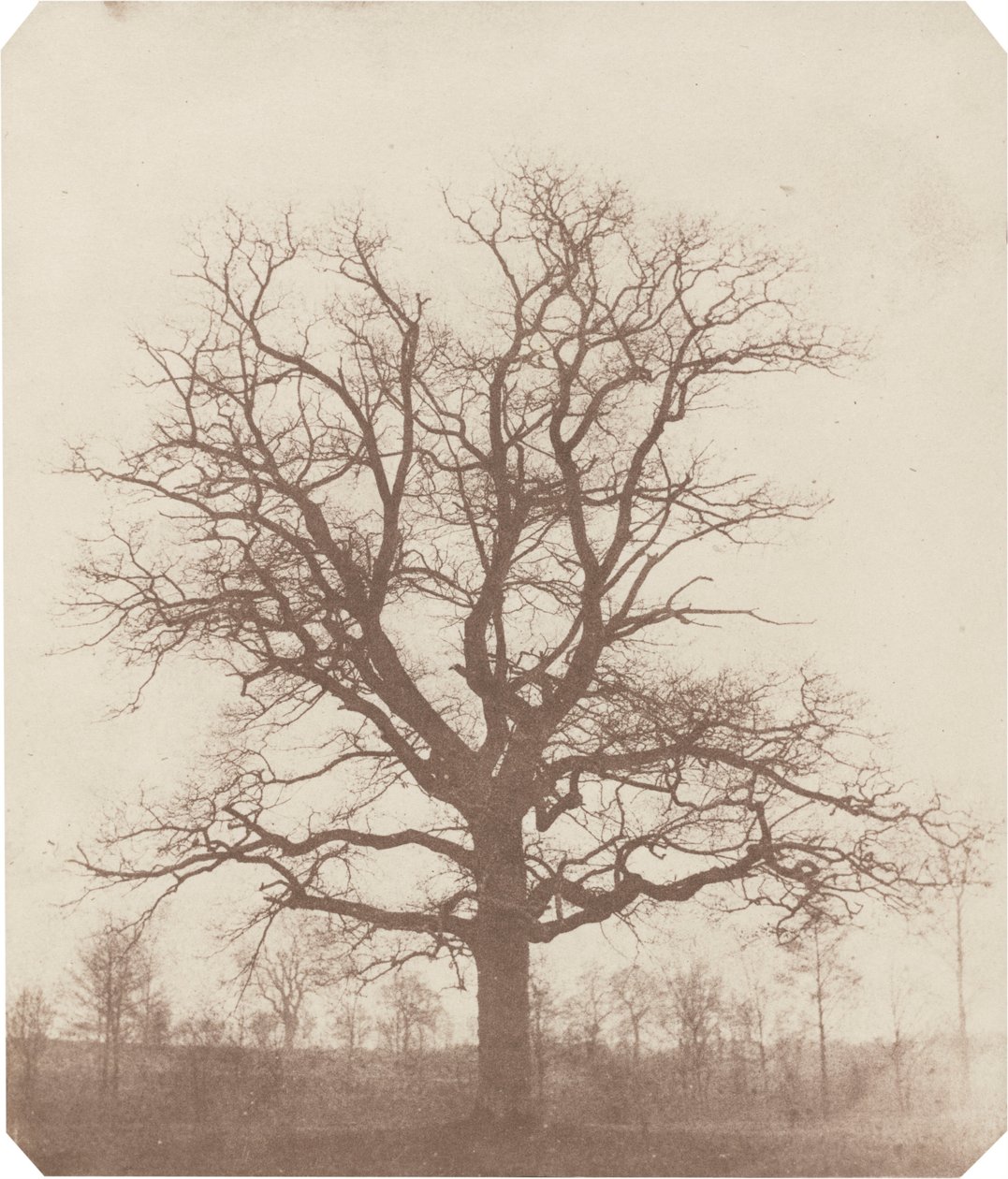 Carvalho, meados da década de 1840 (foto) de William Henry Fox Talbot
