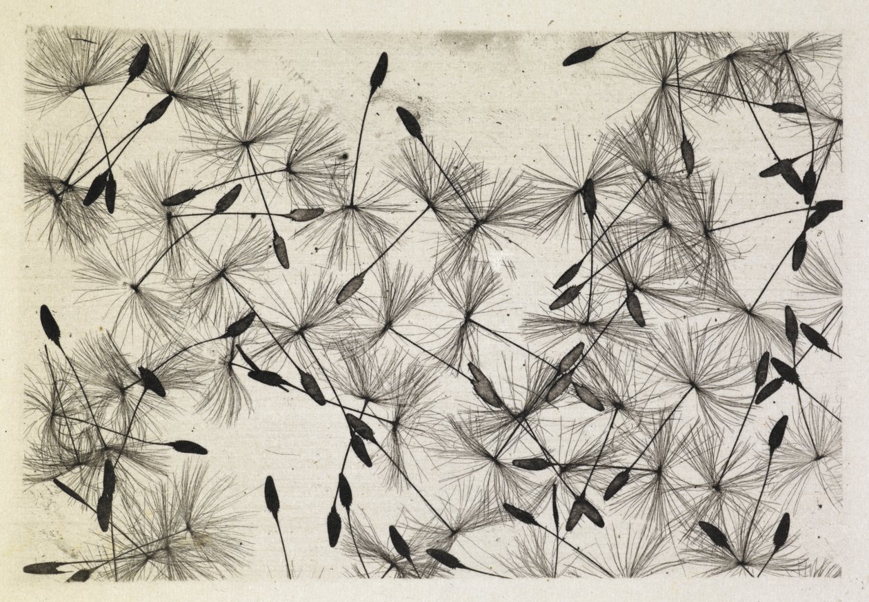 Foto Talbot 24 1730 de William Henry Fox Talbot