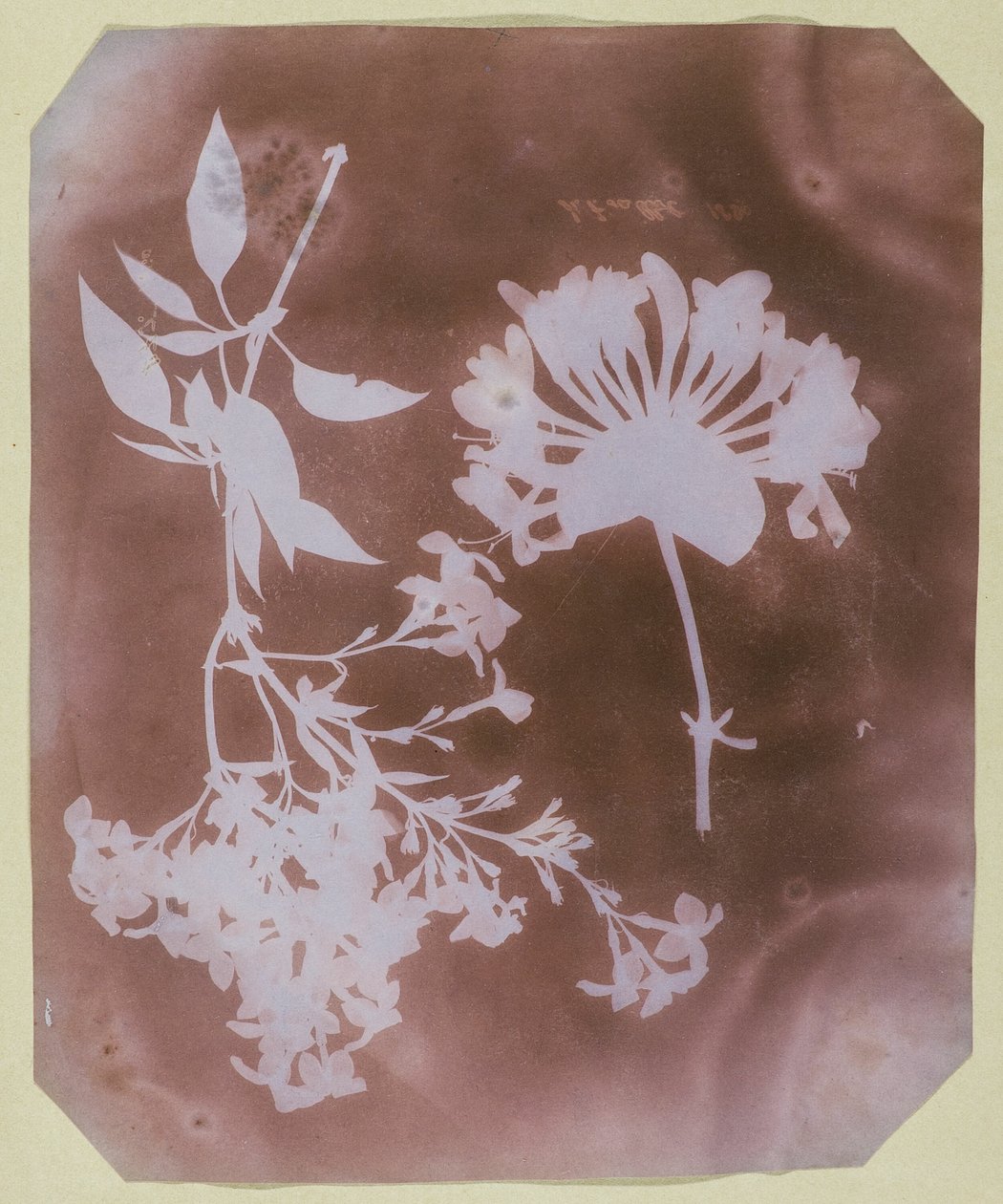 Dois espécimes de plantas de William Henry Fox Talbot