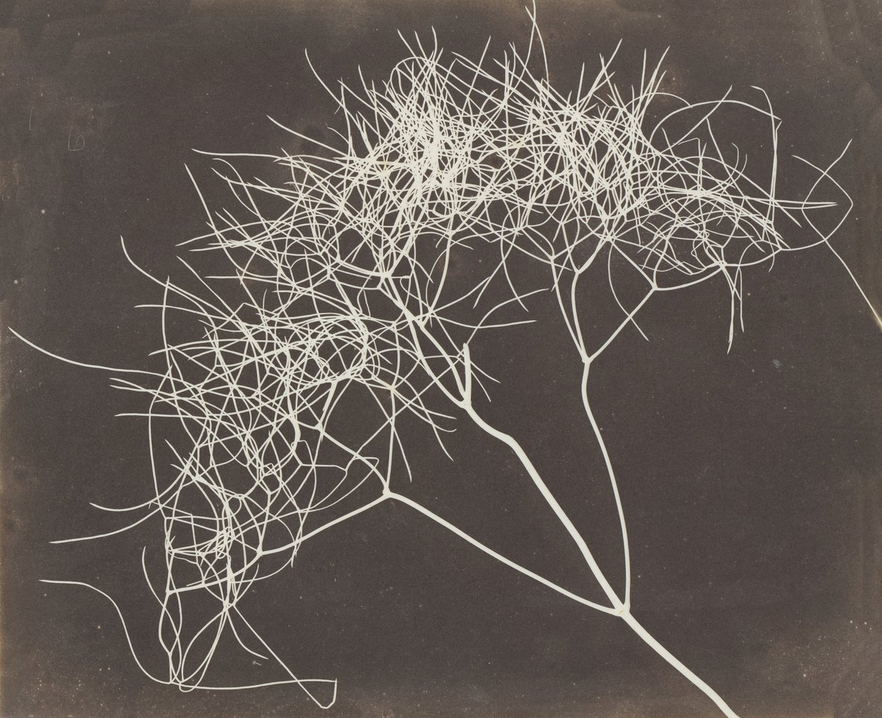 [Funcho selvagem], 1841-42. de William Henry Fox Talbot