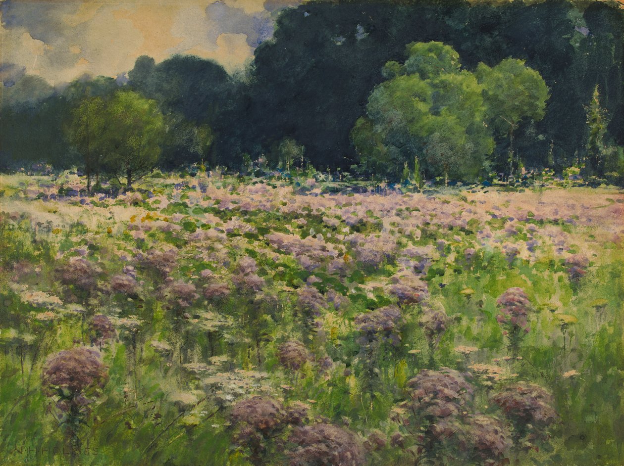 Campo de Joe Pie Pie Weeds Pride of the Meadow, n.d. de William Henry Holmes
