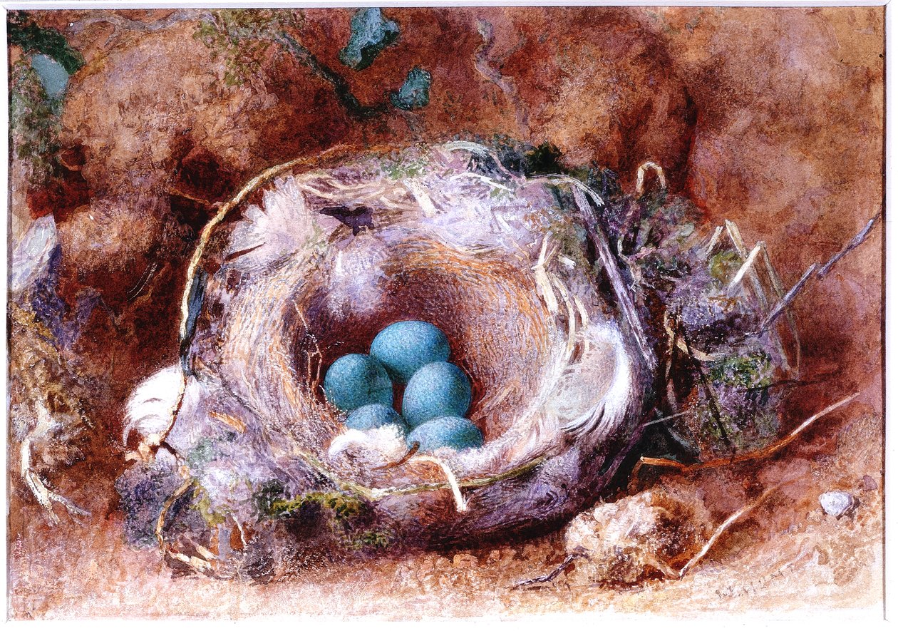 Ninho de Aves, cerca de 1825-1850 (aguarela e guache) de William Henry Hunt