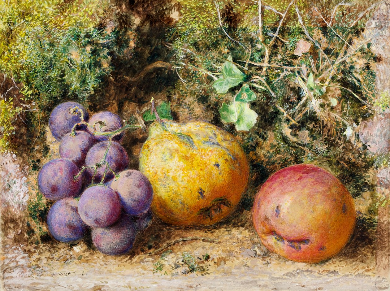 Uvas pretas, marmelo e Newtown Pippin, 1861 (wc no cartão) de William Henry Hunt