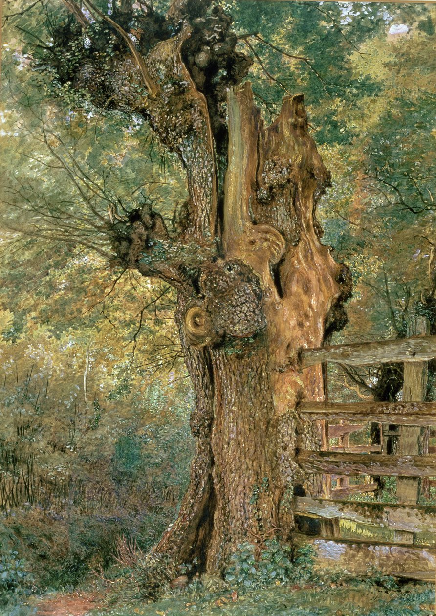 Pollard olmo na borda da libra da aldeia de William Henry Hunt