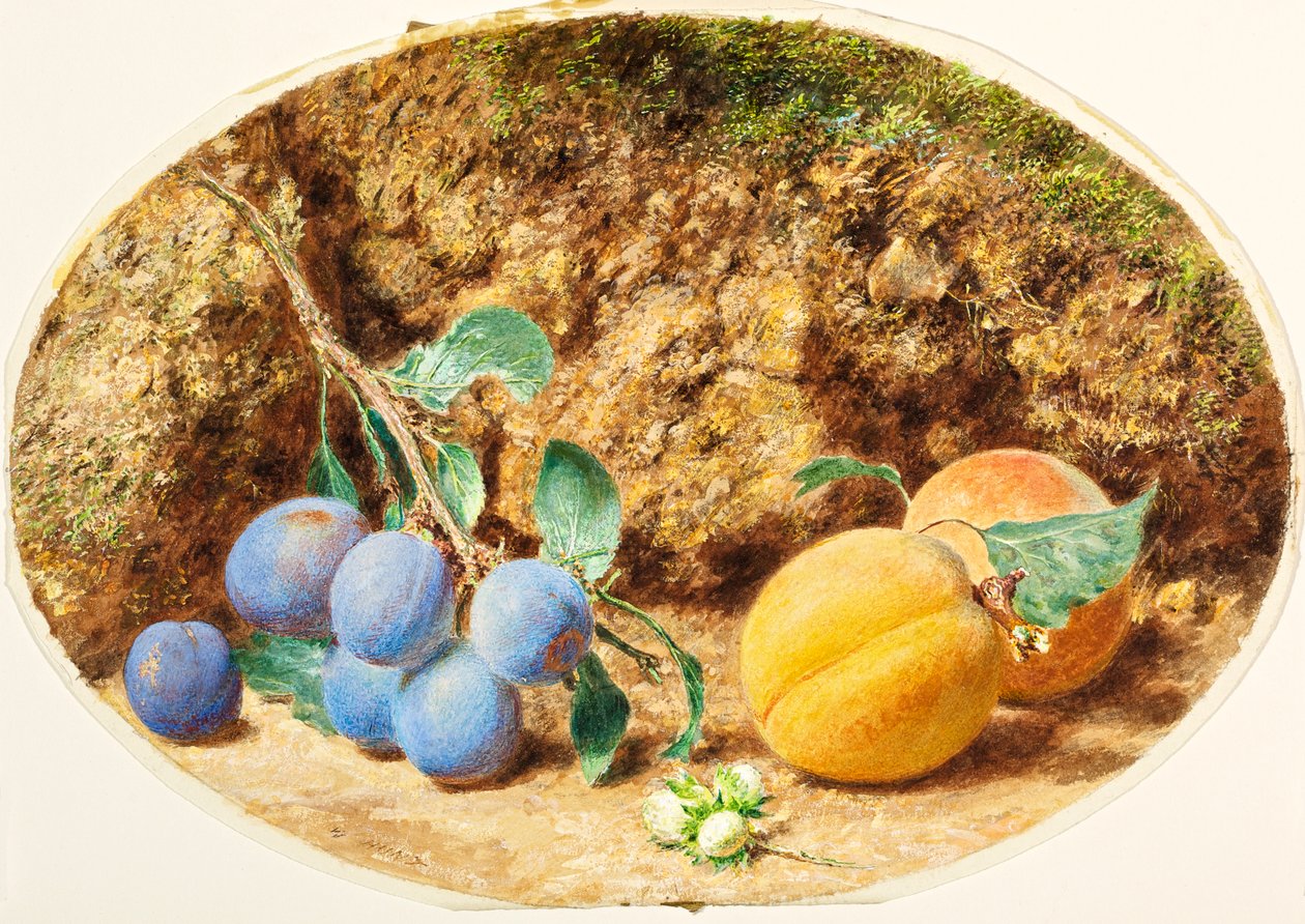 Ameixas roxas, damascos e nozes, c.1860 de William Henry Hunt