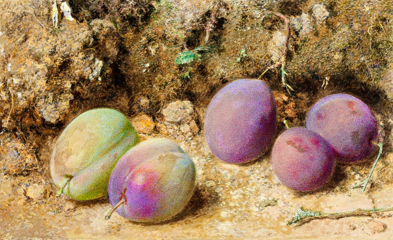 Ameixas maduras e verdes, c.1860 (wc no cartão) de William Henry Hunt