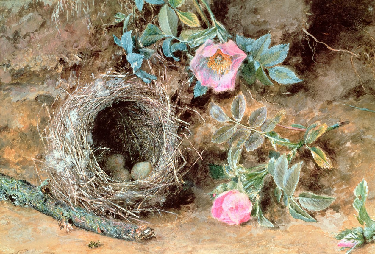 Rosas selvagens e ninhos de pássaros de William Henry Hunt