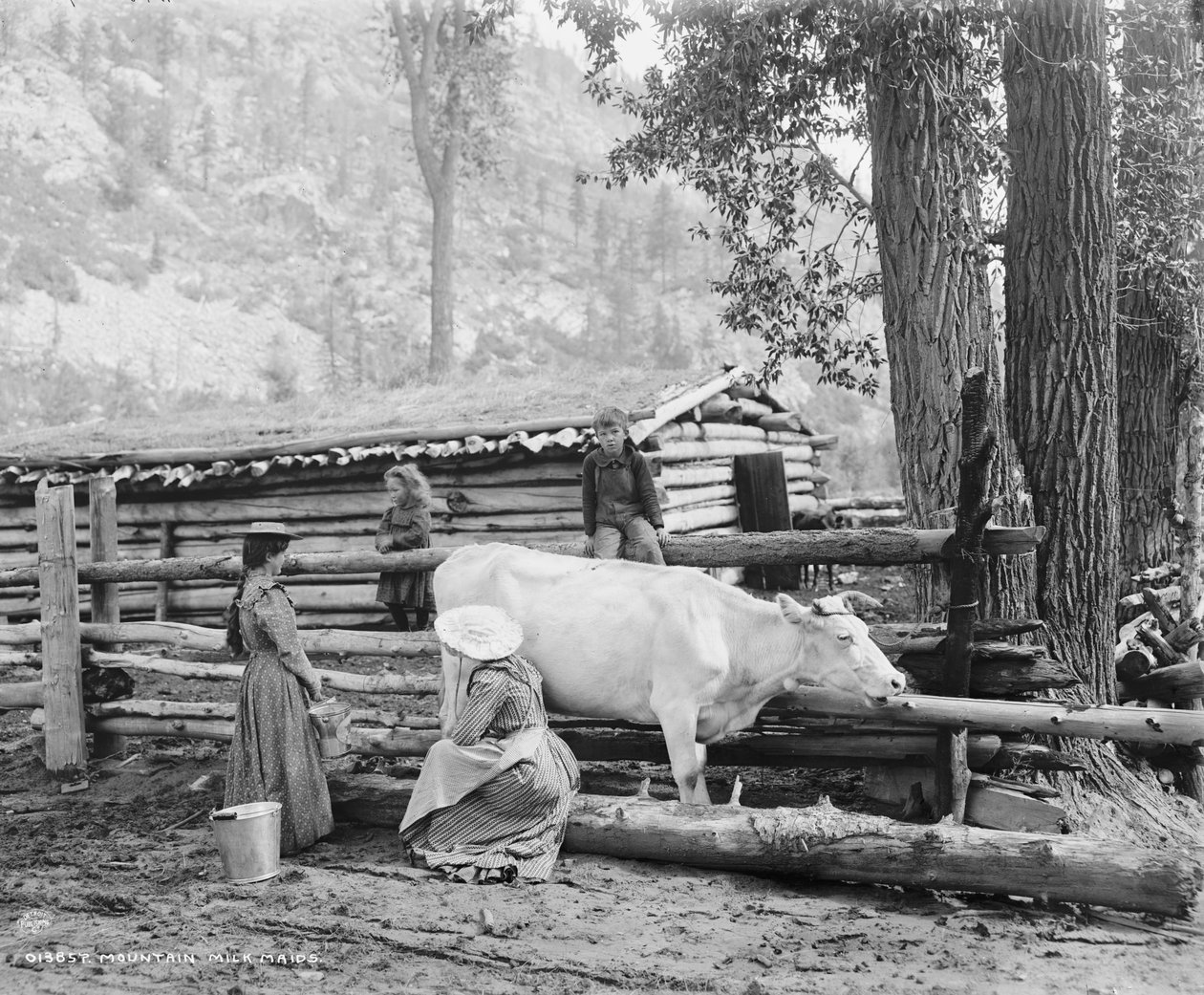 Criadas de leite de montanha no Colorado, c.1900 (foto a p/b) de William Henry Jackson