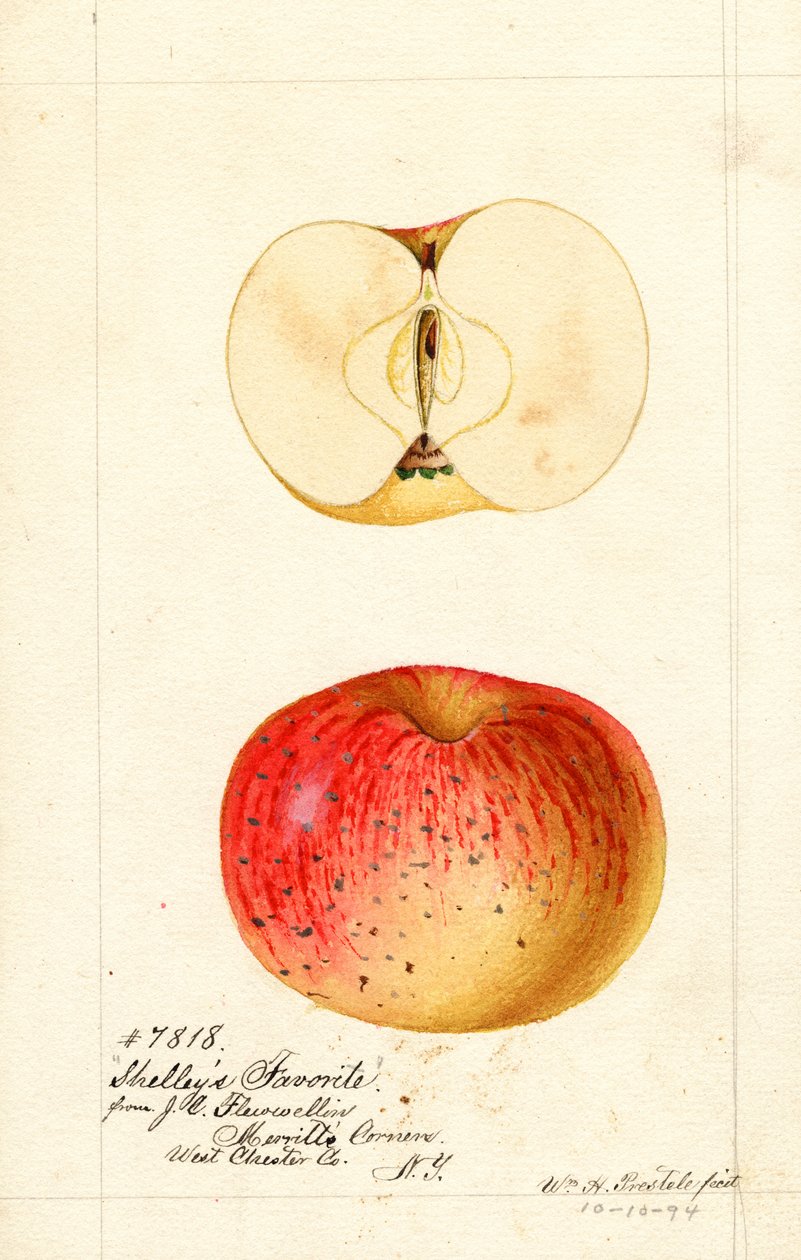 Maçãs favoritas de Shelleys (Malus domestica) (aguarela) de William Henry Prestele