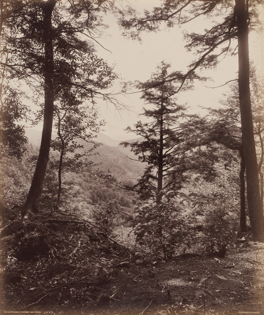 Vista do penhasco, através das árvores,c. 1895 (foto) de William Herman Rau