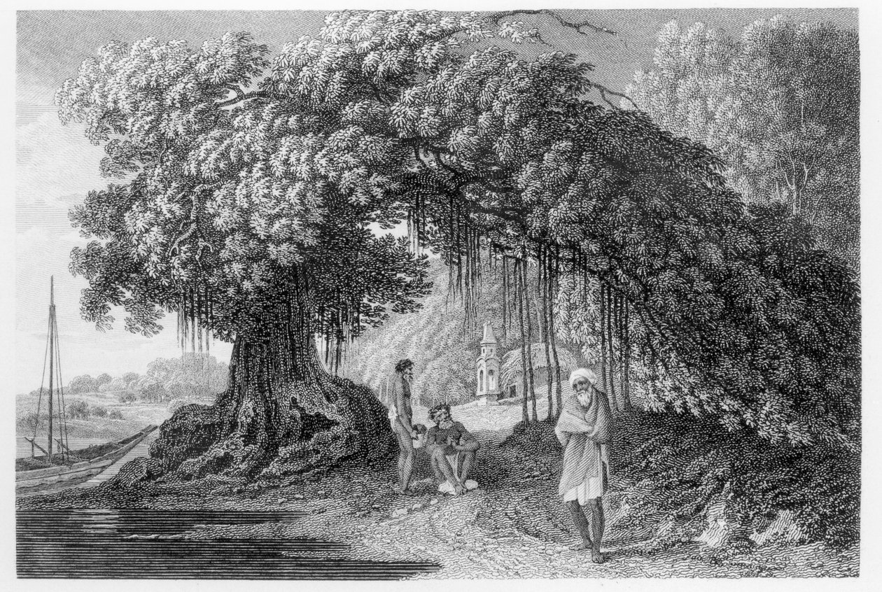 Uma árvore Banyan, de "Viagens na Índia nos anos 1780-83", de William Hodges, gravada por Benjamin Pouncy (fl.1772-99), publicada em 1792 de William Hodges