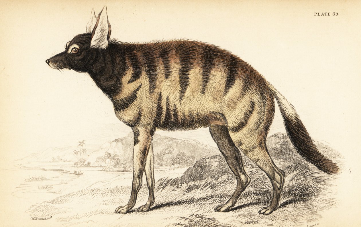 Aardwolf, Proteles cristata (Proteles lalandii, Viverra hyaenoides) de William Home Lizars
