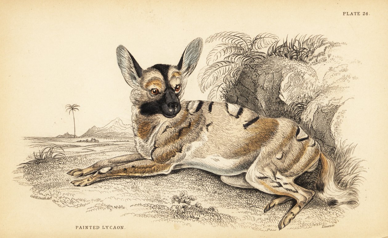 Cão selvagem africano, Lycaon pictus, em perigo de William Home Lizars