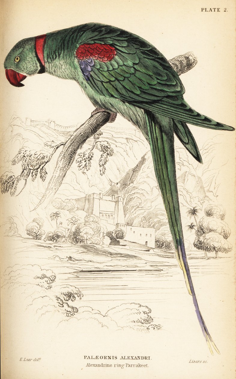 Periquito Alexandrino ou papagaio Alexandrino, Psittacula eupatria de William Home Lizars
