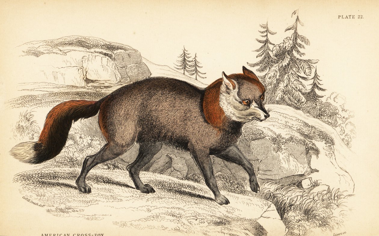 Raposa cruzada americana, Vulpes vulpes de William Home Lizars
