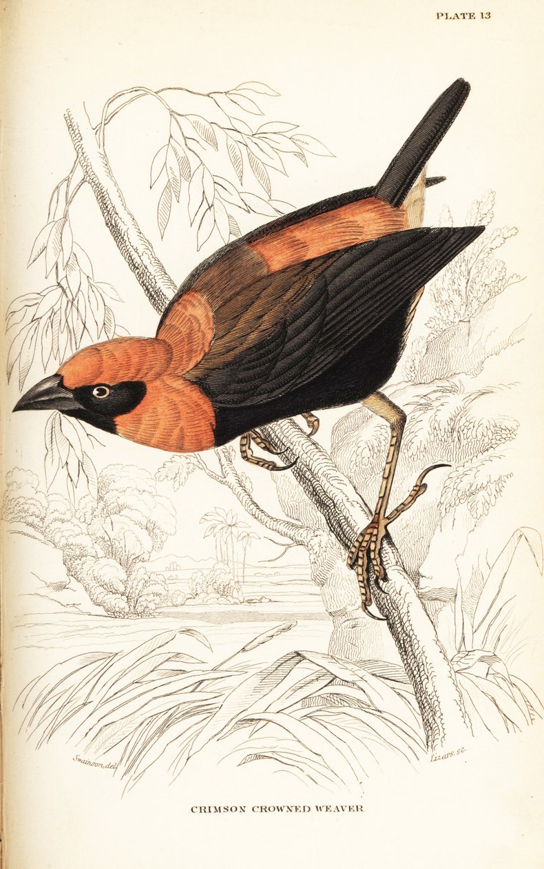 Bispo vermelho de asas pretas, Euplectes hordeaceus (tecelão carmesim, Euplectes flammiceps) de William Home Lizars