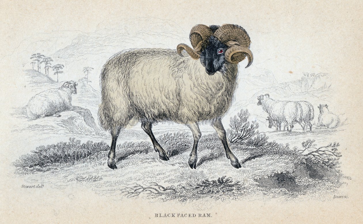 Ram de cara preta, meados do século XIX de William Home Lizars
