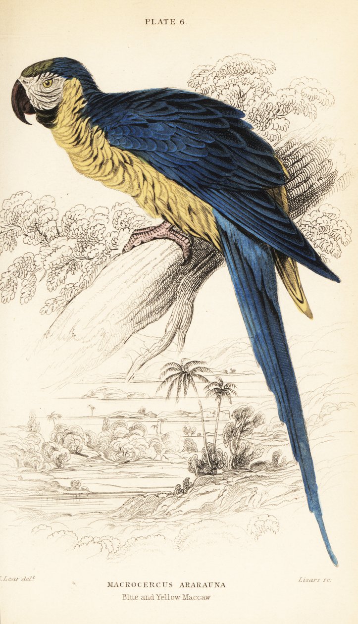 Arara azul e amarela ou arara azul e dourada, Ara ararauna de William Home Lizars