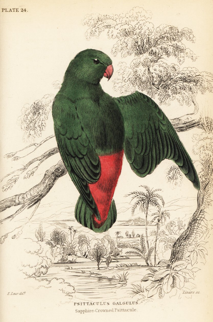 Papagaio-de-couro-azulado, Loriculus galgulus de William Home Lizars
