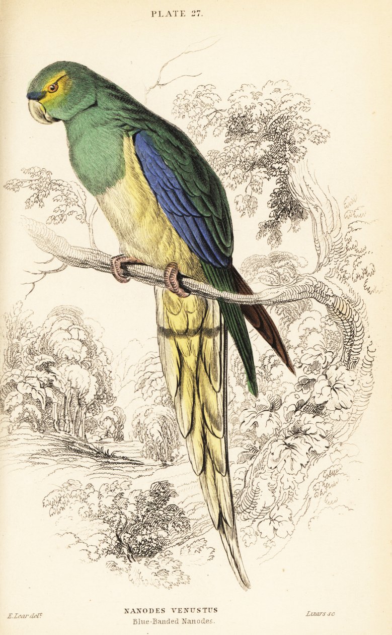 Papagaio de asas azuis, Neophema chrysostoma de William Home Lizars