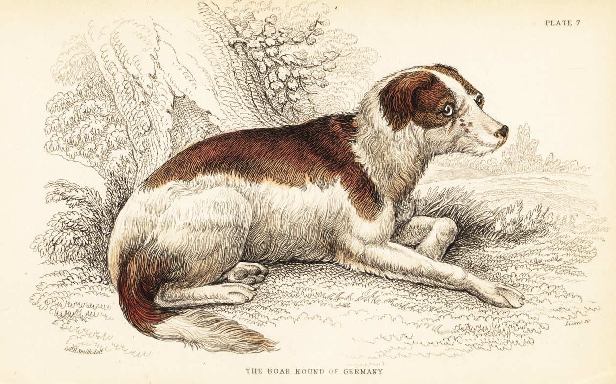 Javali da Alemanha, Canis lupus familiaris (Canis suillus) de William Home Lizars
