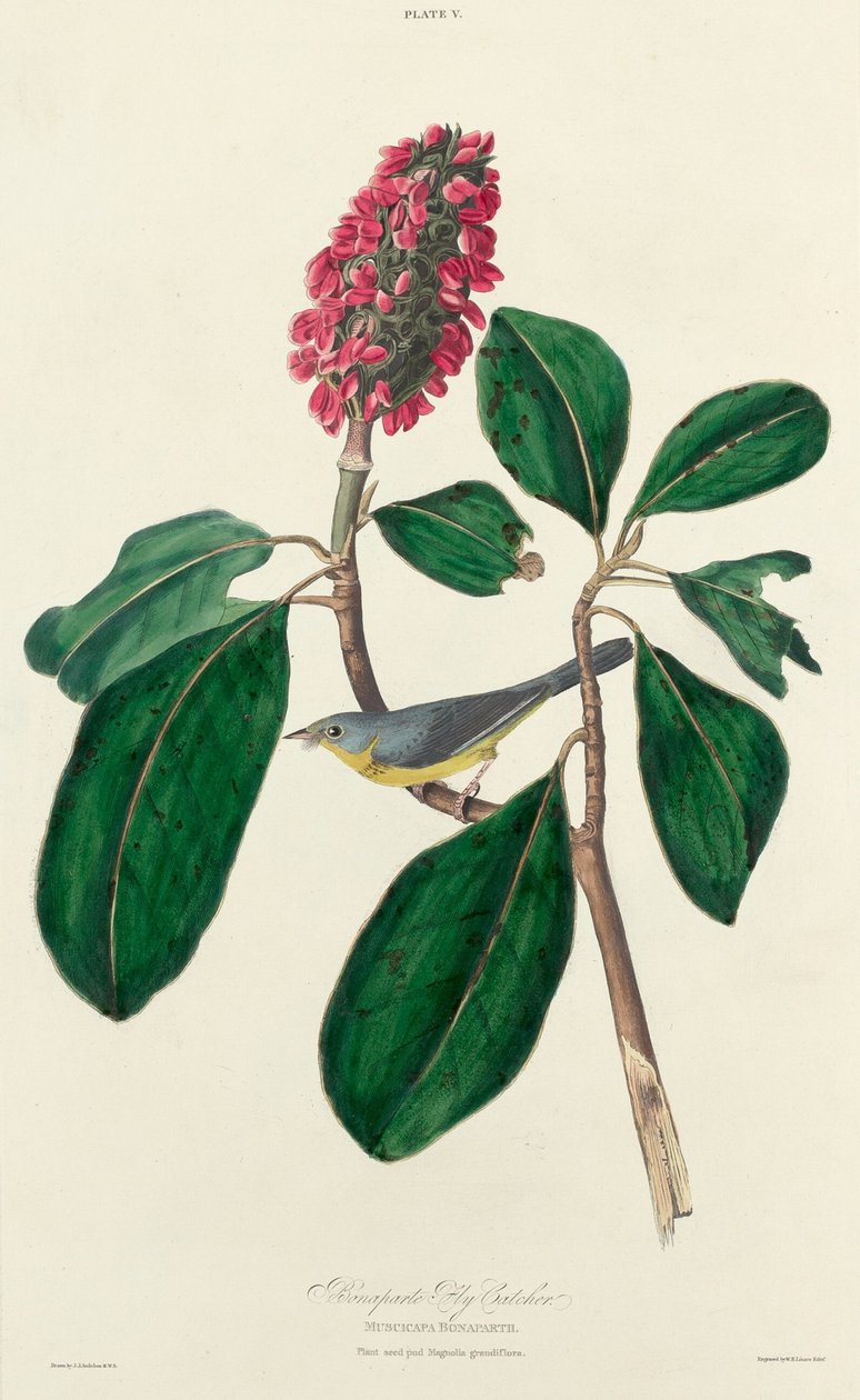 Bonaparte Fly Catcher, 1827. de William Home Lizars