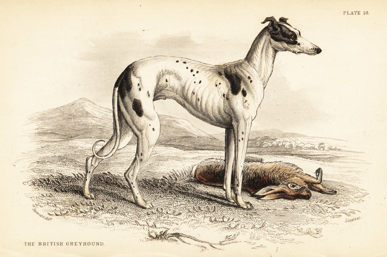 Galgo britânico, Canis lupus familiaris (Canis leporarius) de William Home Lizars