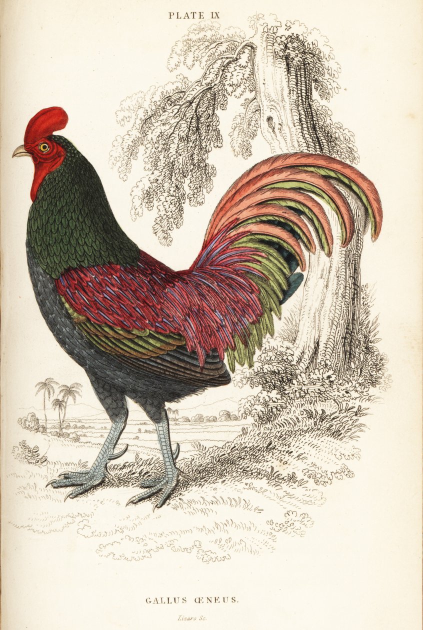 Galo bronzeado de Sumatra, Gallus aeneus de William Home Lizars