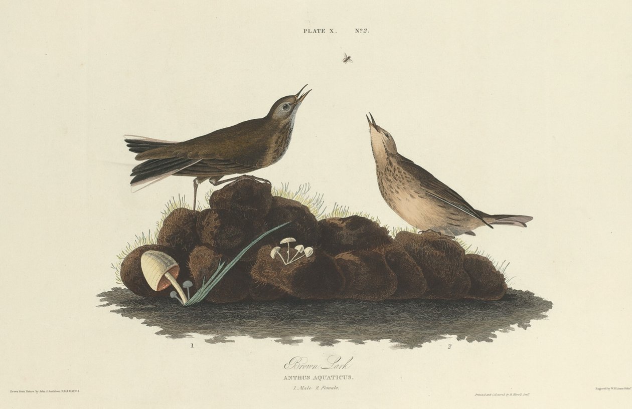 Brown Lark, 1827. de William Home Lizars