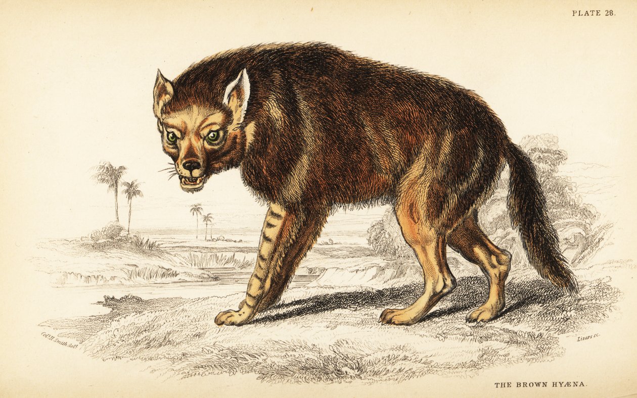 Hiena castanha ou estrandwolf, Hyaena brunnea (Hyaena fusca) de William Home Lizars