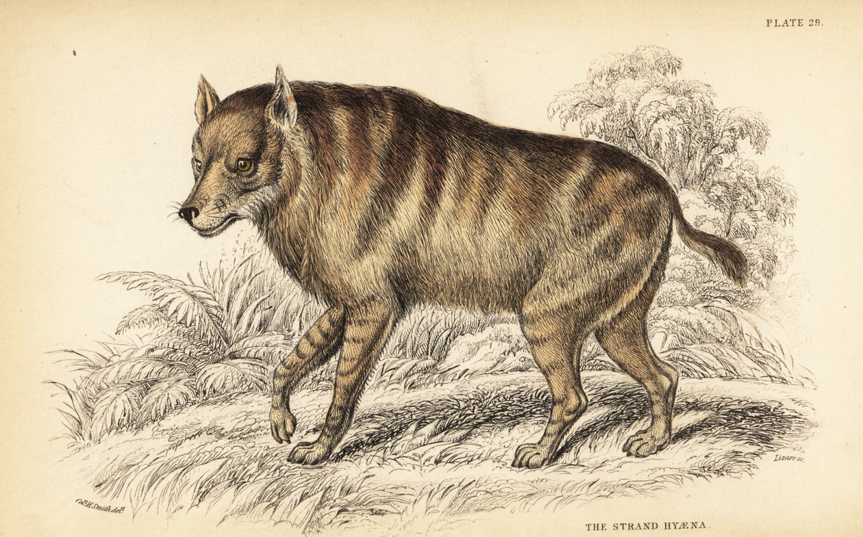 Hiena castanha ou estrangolóide, Hyaena brunnea (Hyaena hyena, Hyaena villosa) de William Home Lizars