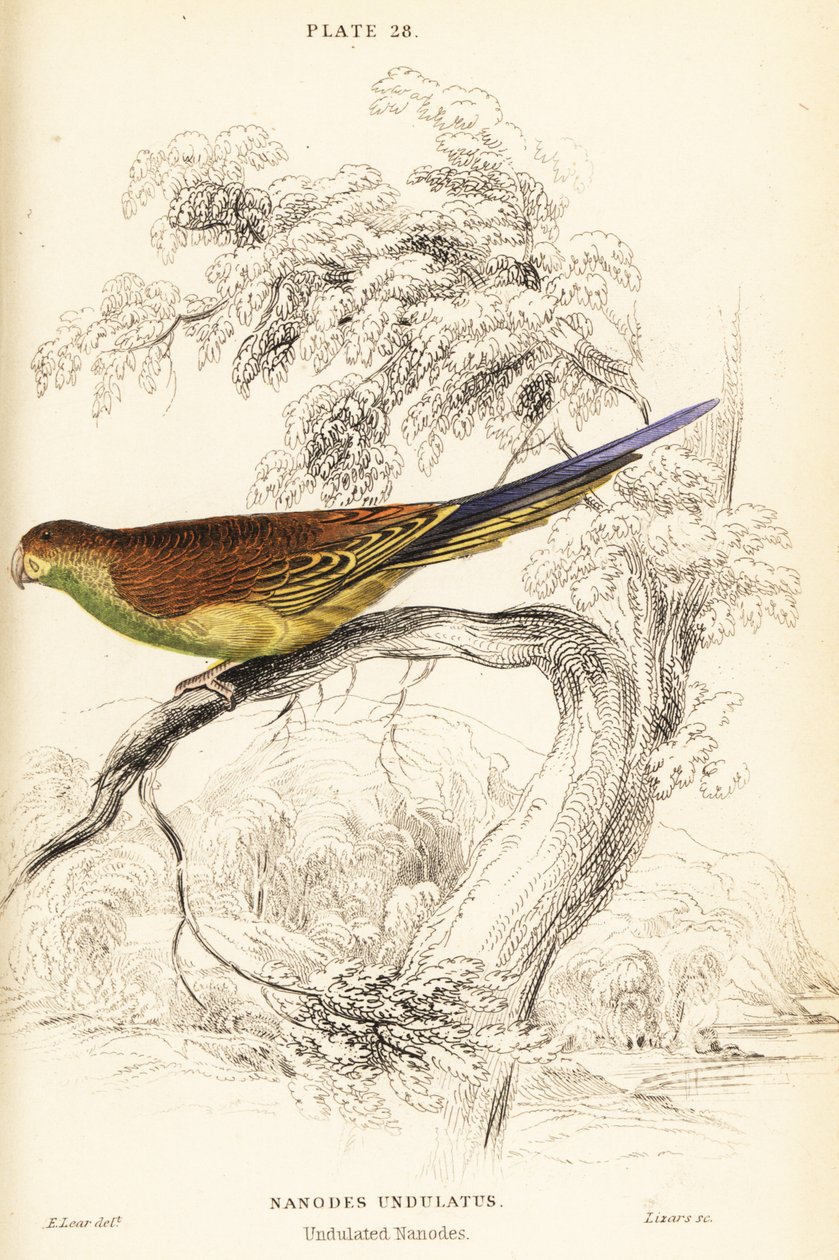Budgerigar, Melopsittacus undulatus de William Home Lizars