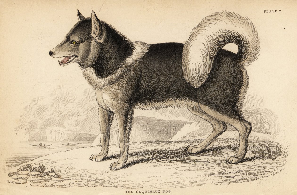 Cão eskimo canadiano ou qimmiq, Canis lupus familiaris de William Home Lizars